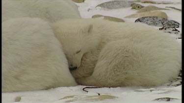 Polar Bear Family Sleeping