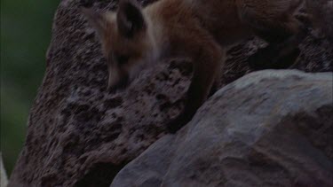 Red Fox Pup