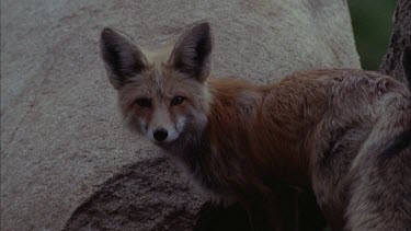 Red Fox Pup