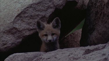 Red Fox Pup