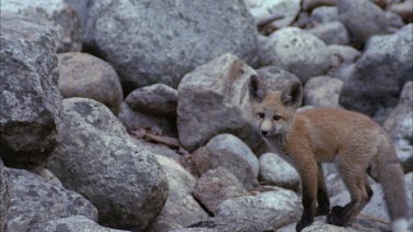 Red Fox Pup