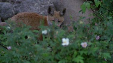 Red Fox Pup