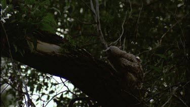 Great Horn Owl Chick