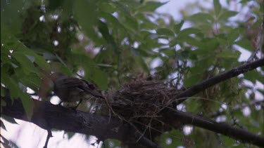 Adult robin feeding chicks