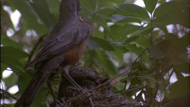Adult robin feeding chicks