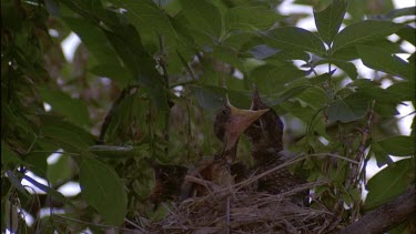 Adult robin feeding chicks
