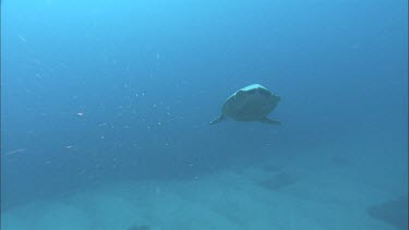 Loggerhead Turtle drifting slowly with current effortless. Slowly.