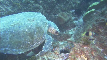 Loggerhead Turtle foraging underwater on coral reef. Eating algae.