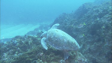 Loggerhead Turtle swimming and foraging on coral