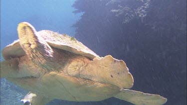 Loggerhead Turtle floating, swimming, shot from below. Swims over coral
