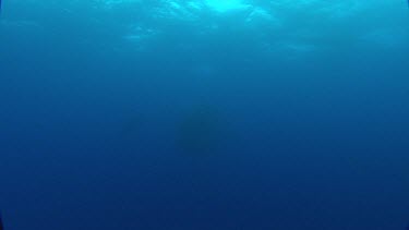 Whale shark swims above school of fish.