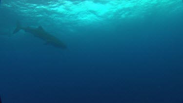 Whale shark swims over the top of camera.