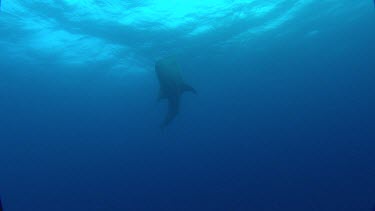 Whale shark swims over the top of camera.