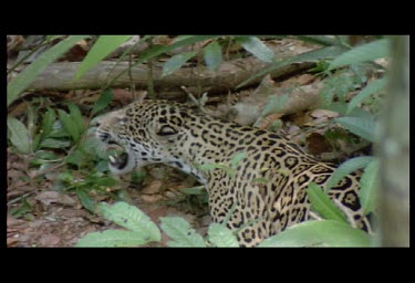 jaguars mating in rainforest. Lots of tempered aggression before male mounts female
