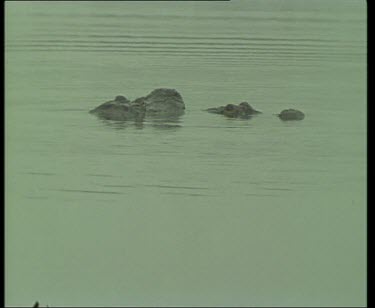 Pair of Nile Crocodiles mating in river. The male completely submerges the female.