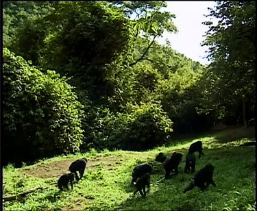 Chimpanzees in open space in forest.
