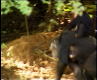 Chimpanzees walking across camera R L.