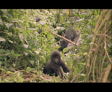 Baby gorilla with adult in background, framed by green foliage