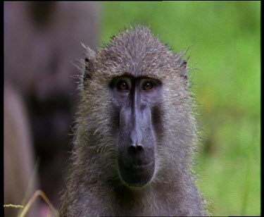 Olive Baboon scratches head shakes head to expel water.