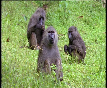 Three olive baboons sitting together. The on scratches for food