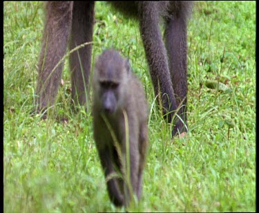 Olive Baboon baby walks towards camera.