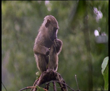 Baby Olive Baboon perched eating. Adult looks up protectively.