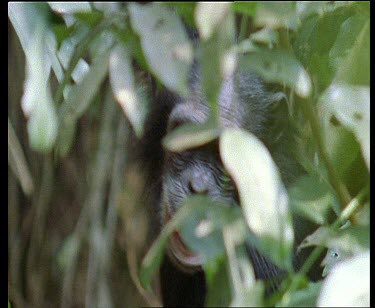 Chimp pulling aggressive faces through trees.