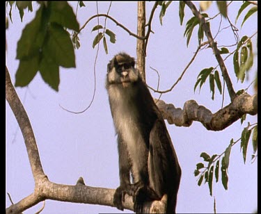 Lesser Spot nosed Monkey in treetops.
