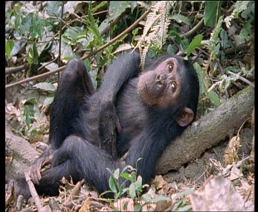 Chimp flirting with camera. Lying in lazy pose. Resting.