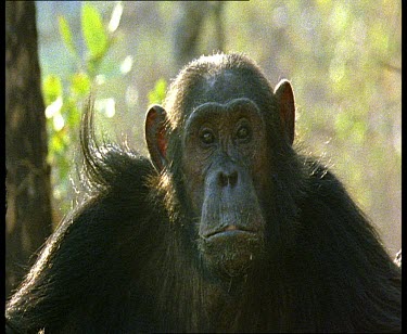 Portrait of chimp with long curl of fur on shoulder