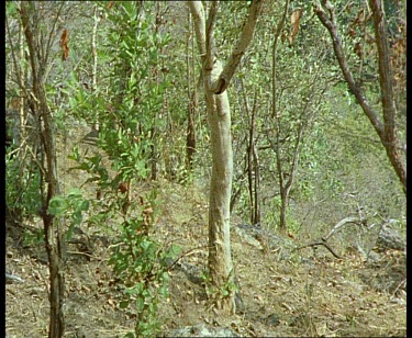 Chimps moving across land. Tracking shot