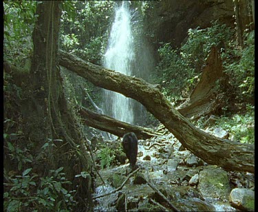 Chimp brandishing sticks and swinging on vine with waterfall behind.