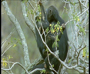 Chimp baby in treetop with adult. The baby balances precariously on fragile branches
