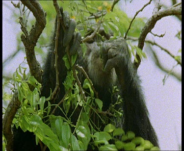 Chimp in trees. Eating leaves