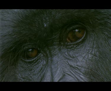 CU Gorilla eyes.