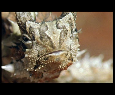 Thorny Devil looking at camera opening and closing jaws rapidly.
