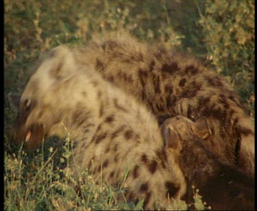 Spotted Hyenas cubs playing, playfully biting ears