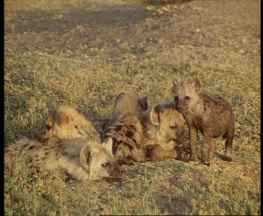 Spotted Hyenas cubs resting, sleeping
