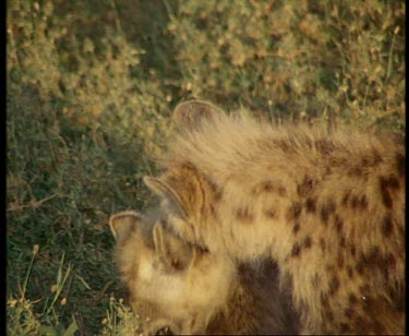 One spotted hyena cub pulls at the other's fur