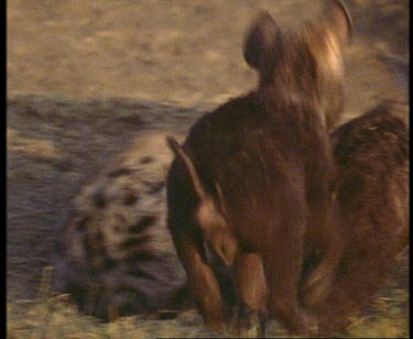 Various ages of young Spotted Hyenas around den. Interaction between pups and adults.