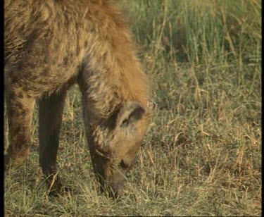 Various ages of young Spotted Hyenas around den. Interaction between pups and adults.