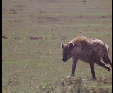 Spotted Hyaena running across grassland.