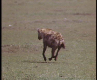 Spotted Hyaena running across grassland.