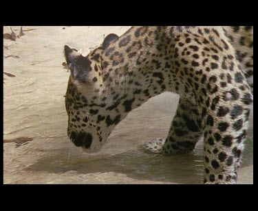 Juvenile Jaguar cub tentatively entering water. Curious but nervous. The cub sniffs at the water.