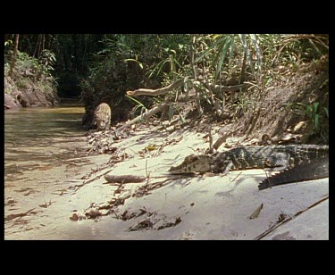 Juvenile Jaguar cub walking along river bank towards camera. Caiman in foreground. The cub tentatively enters the water
