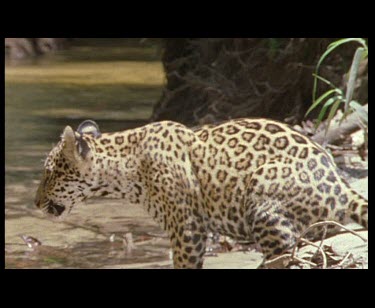 Juvenile Jaguar cub discovers Black Caiman at river edge, Caiman seems totally uninterested in cubs antics. Caiman plays dead.