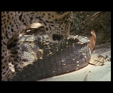 Juvenile Jaguar cub bites Black Caiman's tail.