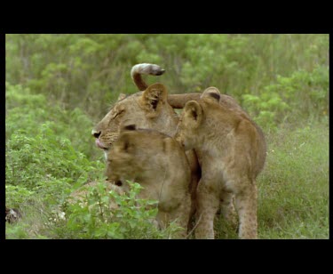 Cubs nuzzling and playing with adult female then move to adult male. Male Lion grimacing.