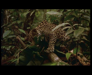 Jaguar cub exploring forest under storey chews at leaves.