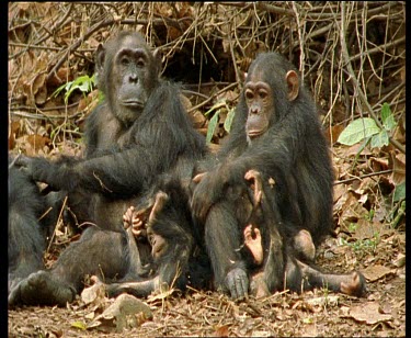 Adult Eastern Chimpanzees with two babies sitting amongst leaf litter. Babies pestering mother.